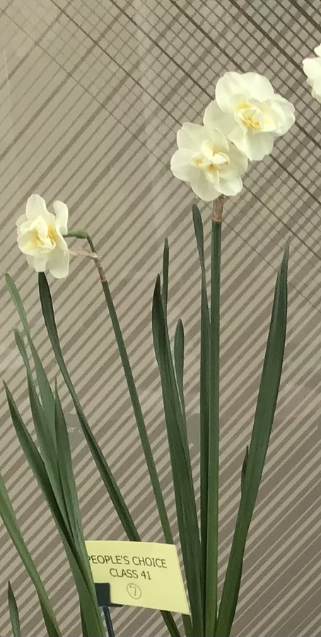 People’s Choice class 41 winner